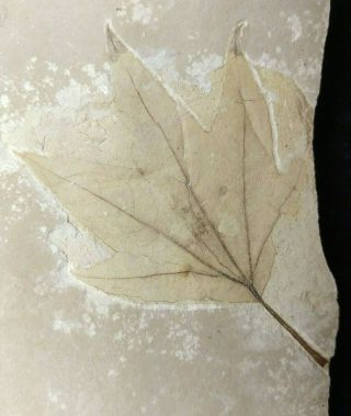 Leaf Fossil Platanus Wyomingensis Green River Formation Bonanza Utah