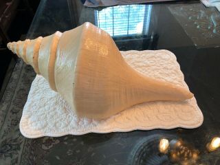 Extra Large Trumpet Conch Seashell 20 Inch