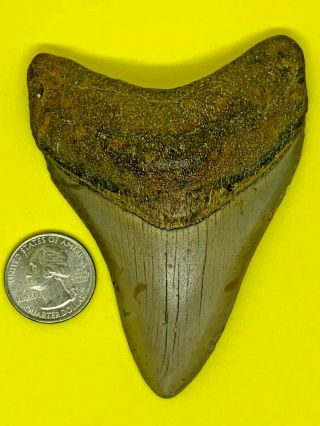 Megalodon Shark Tooth 3.  965 Inch Apex Artifacts Museum Quality Collector,