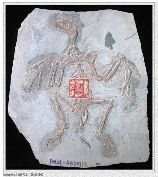 Jurassic Chordata Plant Insect Bone Temple Confuciusornis Bird Fossil Plant Slab