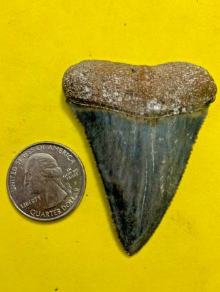 Great White Shark Tooth 2.  417 Inch Apex Artifacts