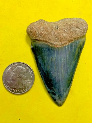 Great White Shark Tooth 2.  731 Inch Apex Artifacts