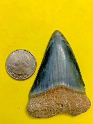 Great White Shark Tooth 2.  731 inch APEX ARTIFACTS 2