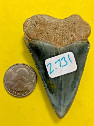 Great White Shark Tooth 2.  731 inch APEX ARTIFACTS 3