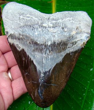 Megalodon Shark Tooth - Over 5 & 3/8 In.  Real Fossil - Heavy 13.  2 Oz.  Real