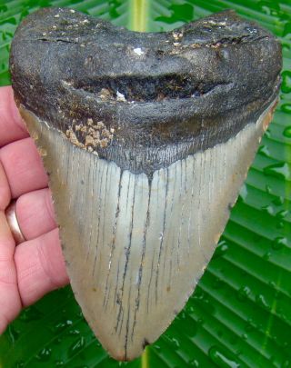 Megalodon Shark Tooth 5 In.  Huge Size - Real Fossil - No Restorations