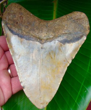Megalodon Shark Tooth - Xl 5 & 1/4 Real Fossil Sharks Teeth - No Restorations