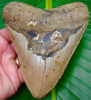 Megalodon Shark Tooth - XL 5 & 1/4 REAL Fossil Sharks Teeth - NO RESTORATIONS 2