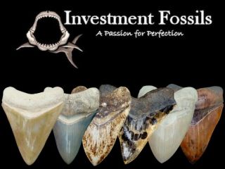 Megalodon Shark Tooth - XL 5 & 1/4 REAL Fossil Sharks Teeth - NO RESTORATIONS 3