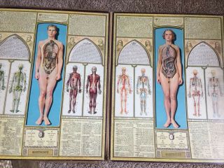 VINTAGE VOLVELLE ANATOMY CHART 1948 MALE & FEMALE BODYSCOPE by RALPH H.  SEGAL 5