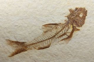 Amphiplaga Brachyptera Fossil Fish Green River Formation Wyoming