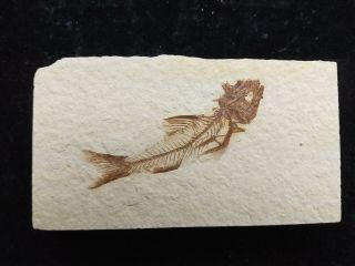 Amphiplaga brachyptera Fossil Fish Green River Formation Wyoming 2