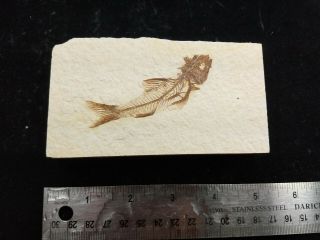 Amphiplaga brachyptera Fossil Fish Green River Formation Wyoming 3
