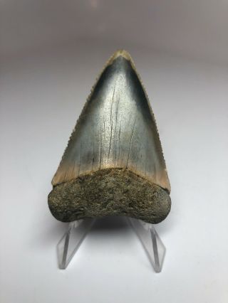 Great White Shark Tooth 2.  58” Pink And Blue - Natural - Rare Fossil 3978