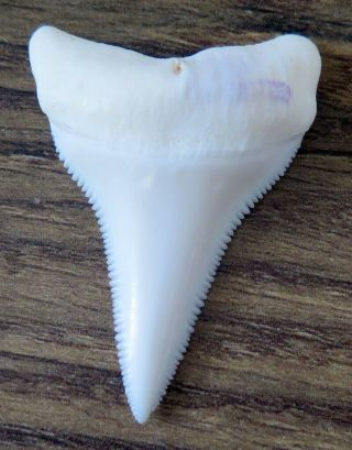 1.  754 " Lower Nature Modern Great White Shark Tooth (teeth)