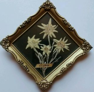 Vintage Real Pressed Edelweiss Framed /4 Flowers