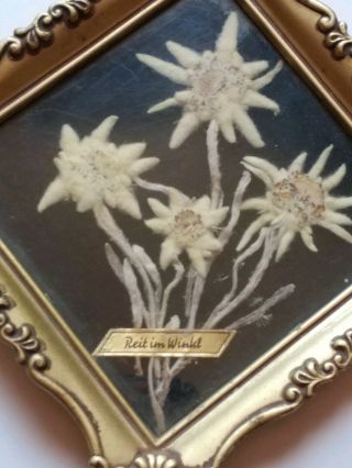 Vintage Real Pressed Edelweiss FRAMED /4 flowers 2
