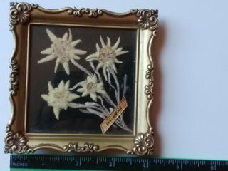 Vintage Real Pressed Edelweiss FRAMED /4 flowers 5