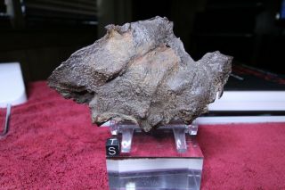 Gebel Kamil Iron Meteorite - - 790.  8 Grams