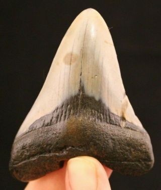 Megalodon Shark Tooth 3.  13 " Extinct Fossil Authentic Not Restored (cg10 - 178)