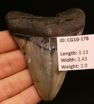 Megalodon Shark Tooth 3.  13 