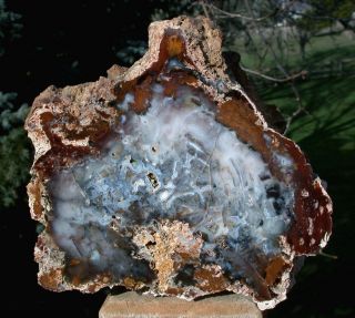 SiS: INDESCRIBABLE 6.  8 lb.  Hubbard Basin Petrified Wood - Agate Log 2