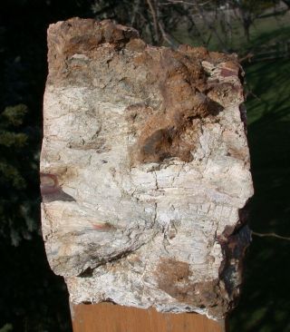 SiS: INDESCRIBABLE 6.  8 lb.  Hubbard Basin Petrified Wood - Agate Log 4