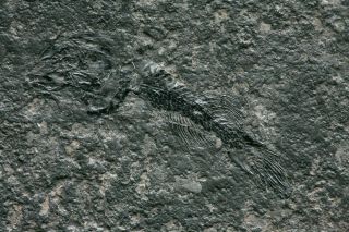 Timelesstfc - Rare Juvenile Fish Fossil From Triassic