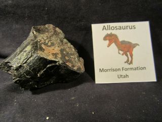 Dinosaur Bone Fossil Allosaurus Bone Morrison Formation Utah,  Usa