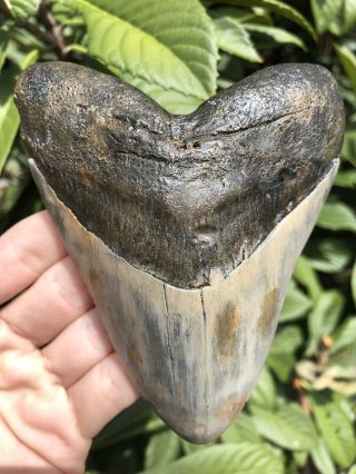 Huge Colorful 4.  81” Megalodon Tooth Fossil Shark Teeth