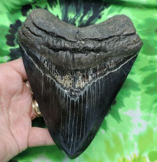 Megalodon Sharks Tooth 5 3/4  Inch Fossil Sharks Tooth Teeth
