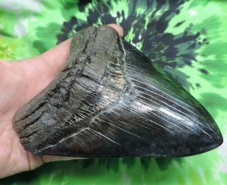 Megalodon Sharks Tooth 5 3/4  inch fossil sharks tooth teeth 2