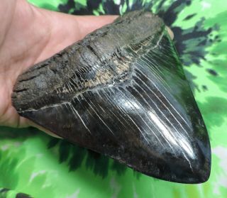 Megalodon Sharks Tooth 5 3/4  inch fossil sharks tooth teeth 3