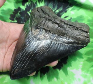 Megalodon Sharks Tooth 5 3/4  inch fossil sharks tooth teeth 4
