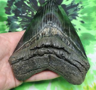 Megalodon Sharks Tooth 5 3/4  inch fossil sharks tooth teeth 5