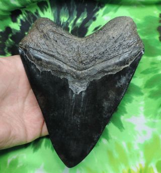 Megalodon Sharks Tooth 5 3/4  inch fossil sharks tooth teeth 6