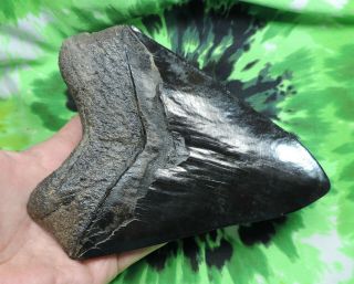 Megalodon Sharks Tooth 5 3/4  inch fossil sharks tooth teeth 7