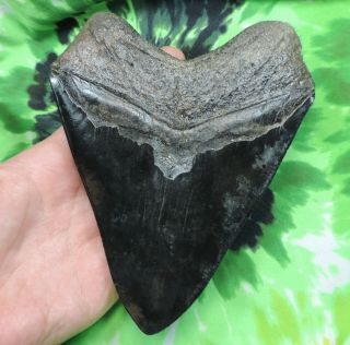 Megalodon Sharks Tooth 5 3/4  inch fossil sharks tooth teeth 8