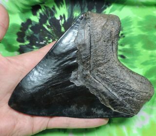 Megalodon Sharks Tooth 5 3/4  inch fossil sharks tooth teeth 9