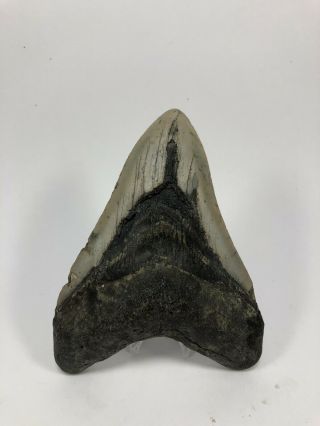 5.  09” Megalodon Fossil Giant Shark Teeth All Natural Large Ocean Tooth (703)