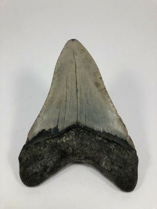 5.  09” MEGALODON Fossil Giant Shark Teeth All Natural Large Ocean Tooth (703) 2