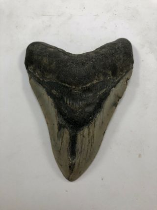 5.  09” MEGALODON Fossil Giant Shark Teeth All Natural Large Ocean Tooth (703) 3