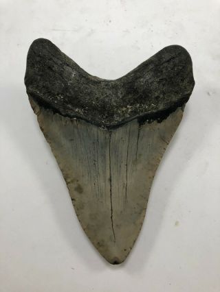 5.  09” MEGALODON Fossil Giant Shark Teeth All Natural Large Ocean Tooth (703) 4