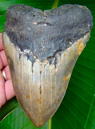 Megalodon Shark Tooth - Xl 5 & 7/16 Real Fossil Sharks Teeth - No Restorations