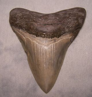 Megalodon Tooth 4 1/8 " Shark Teeth Fossil Jaw Megladon Meg Scuba Diver Big Tooth