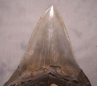 megalodon tooth 4 1/8 