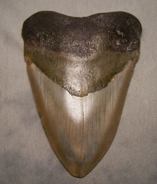 Megalodon Tooth 4 3/8 " Shark Teeth Fossil Jaw Megladon Meg Scuba Diver Big Tooth