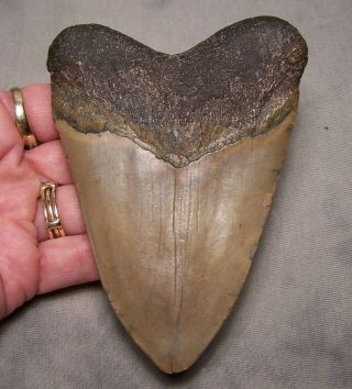 megalodon tooth 4 3/8 