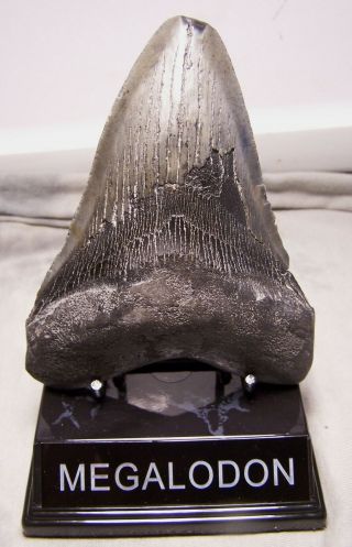 Huge 5 " Megalodon Shark Tooth Teeth Fossil Jaw Megladon W/display Meg