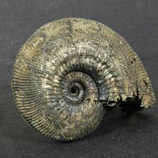 2.  6in (6.  7cm) 57g Pyrite Ammonite Kosmoceras Phaeinum Jurassic Callovian Russian